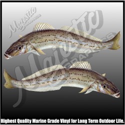 King George Whiting -...